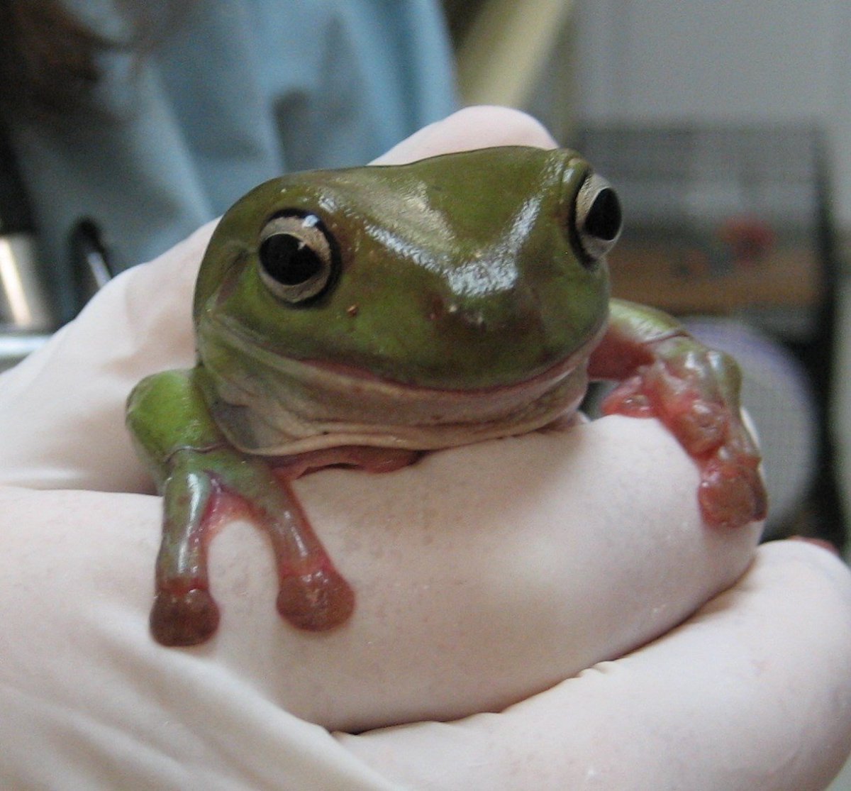 Зеленая лягушка