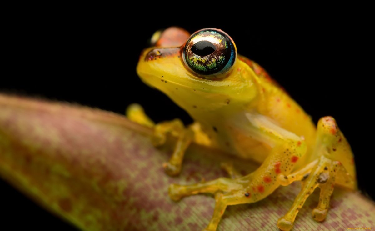 Лягушка с клубникой