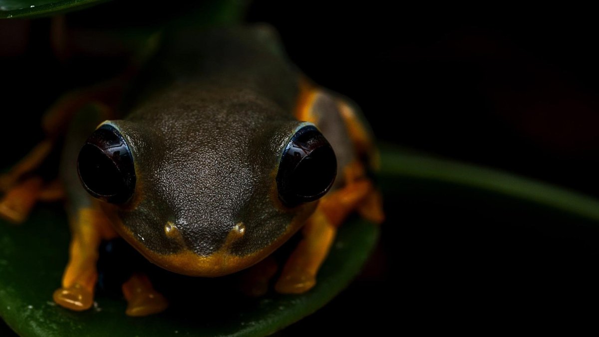 Мадагаскарская Мантелла