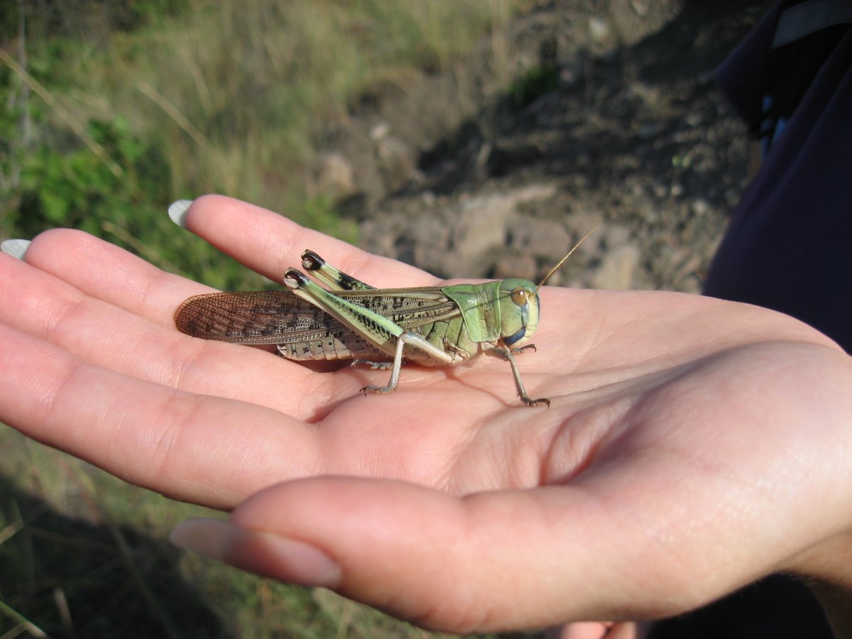 Саранча зеленая кобылка Псков