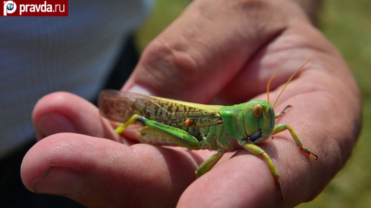 Саранча Анапская