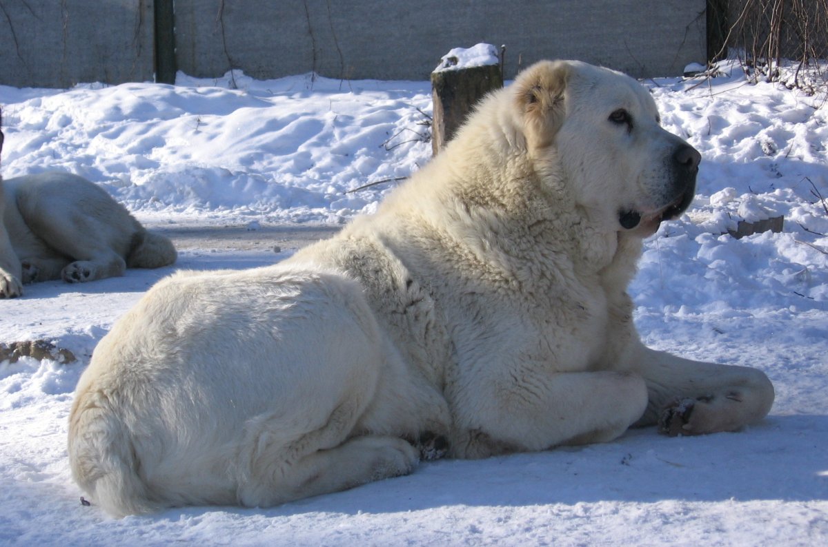 Кавказская овчарка Барбос
