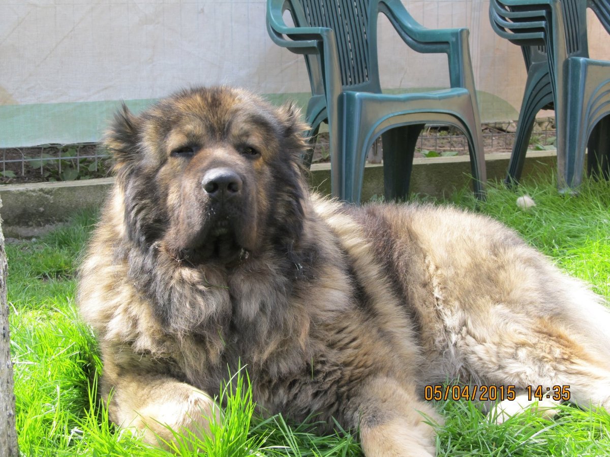 Алабай туркменский волкодав