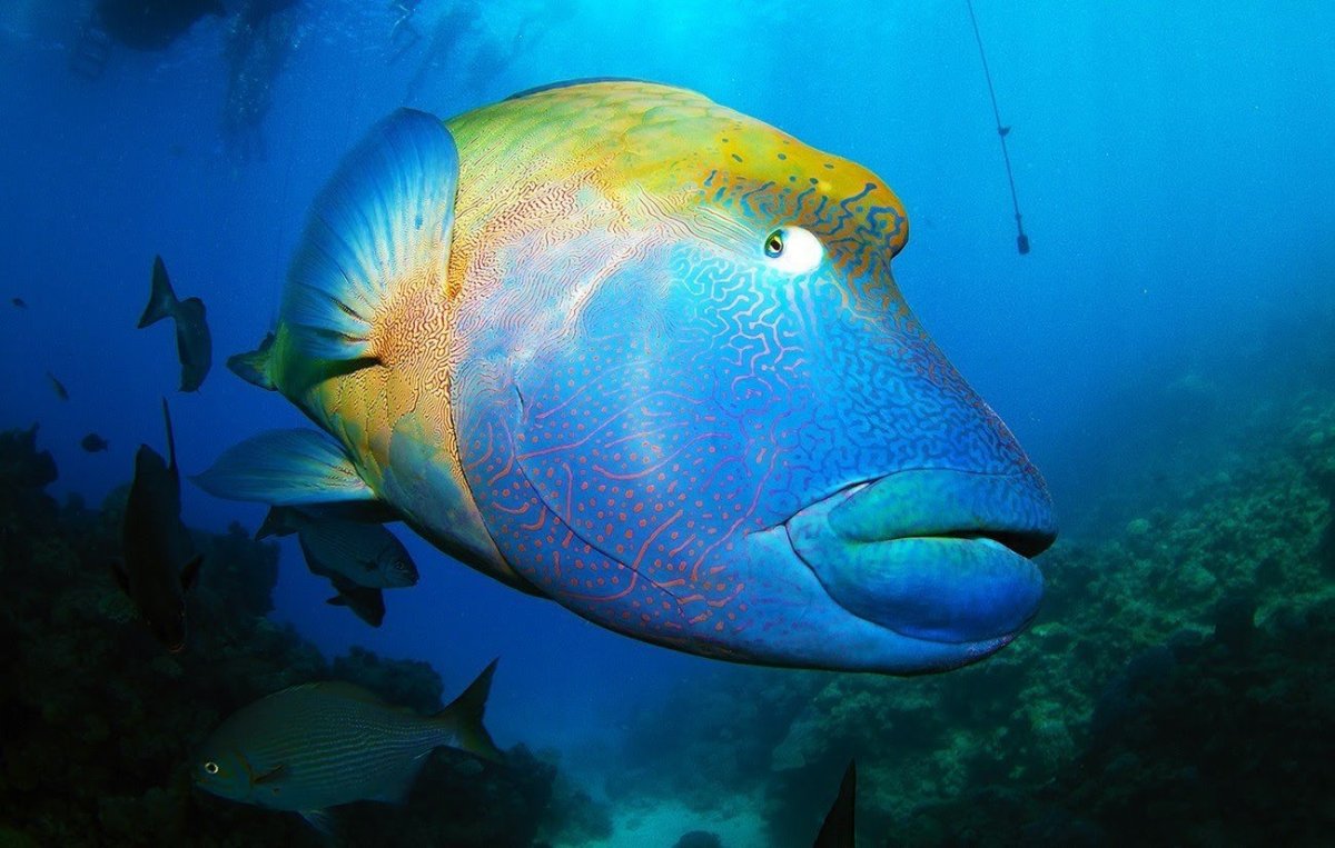 Рыба губан Наполеон