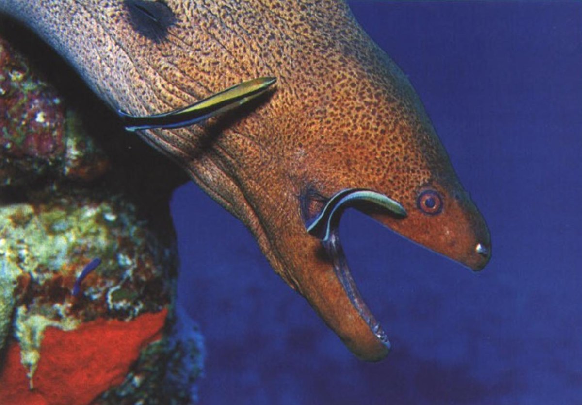 Рыба-Наполеон на белом фоне