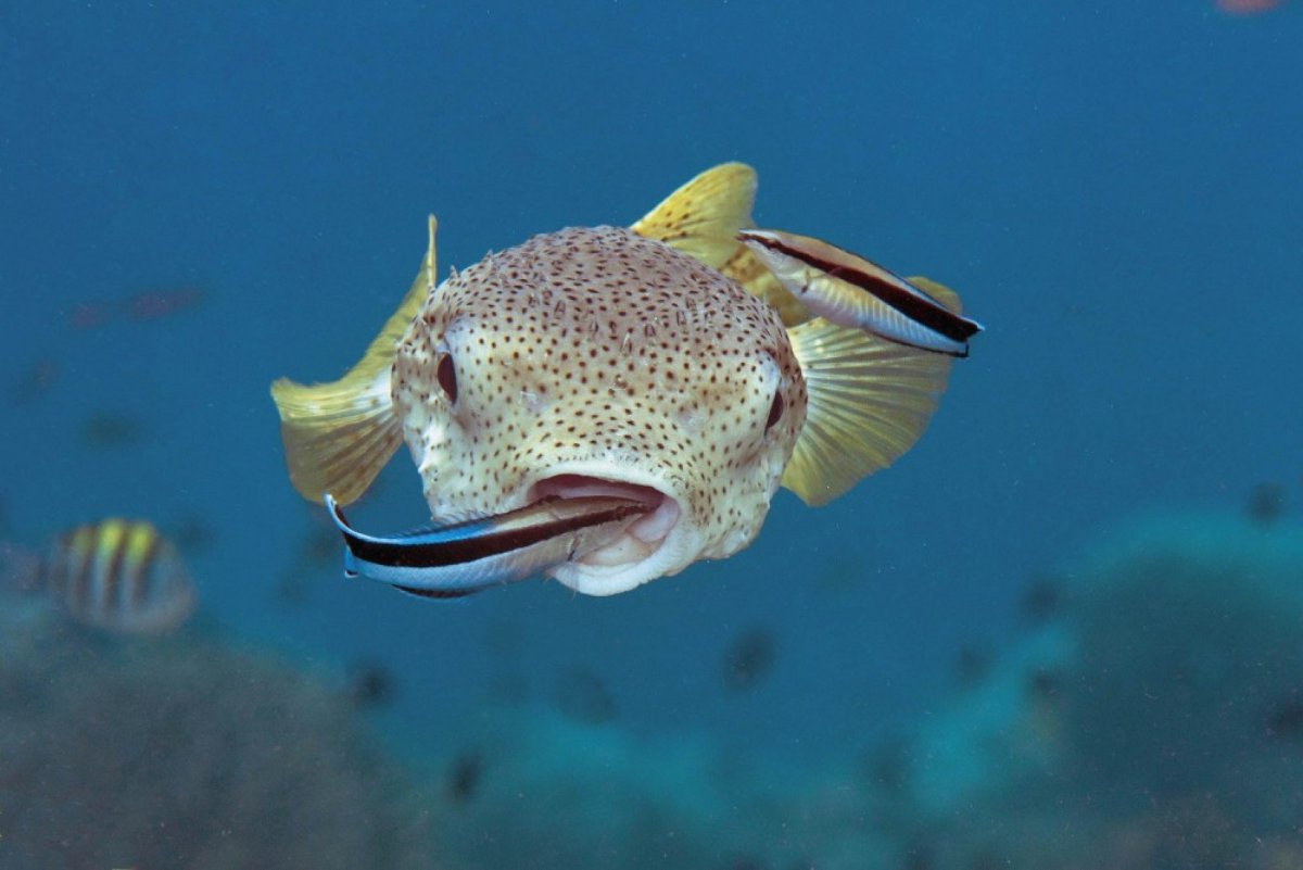 Морская Азбука губан