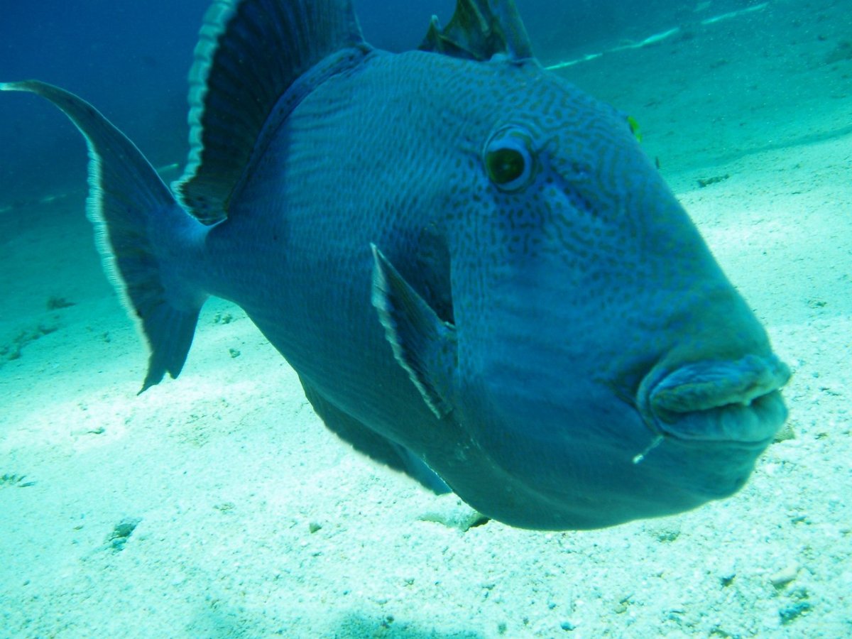 Рыба Кабудан