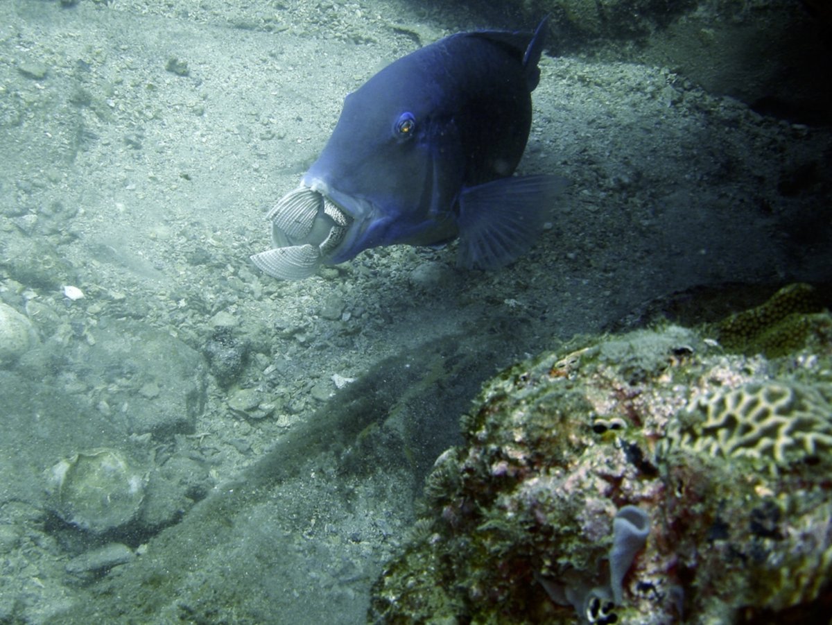 Мурена в Красном море