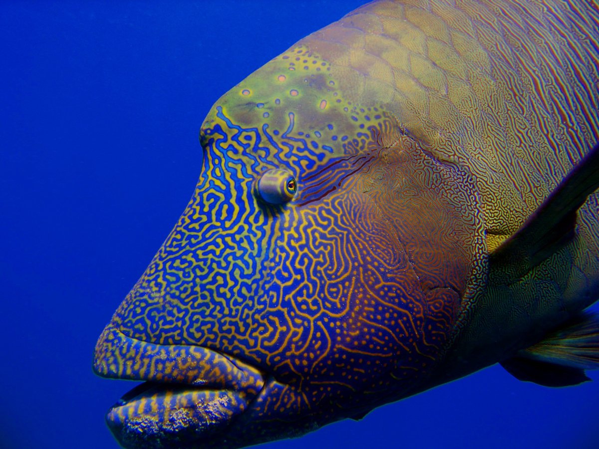 Императорский губан