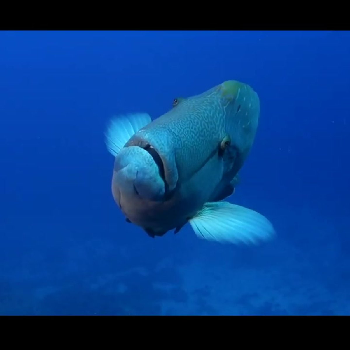 Морской Юнкер радужник рыба