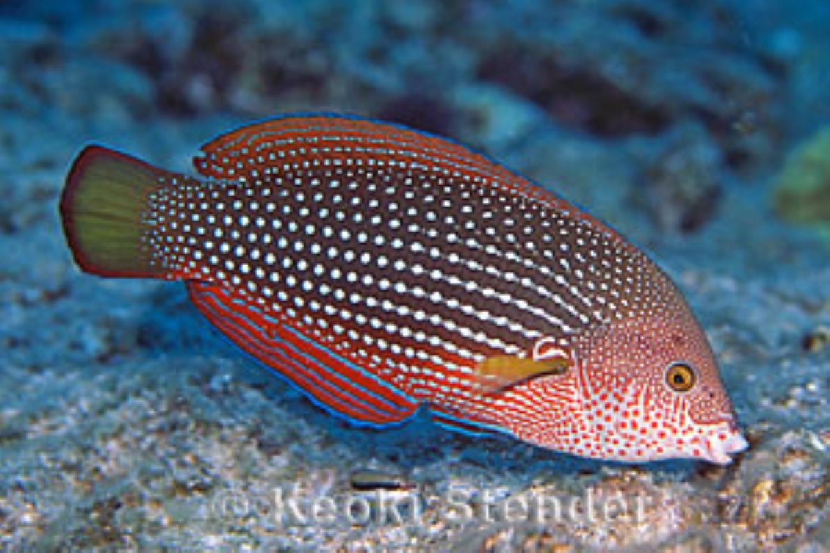 Мурены и Губаны