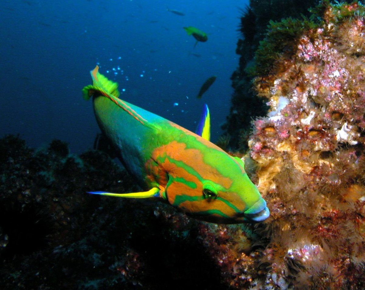 Полосатый Бодиан