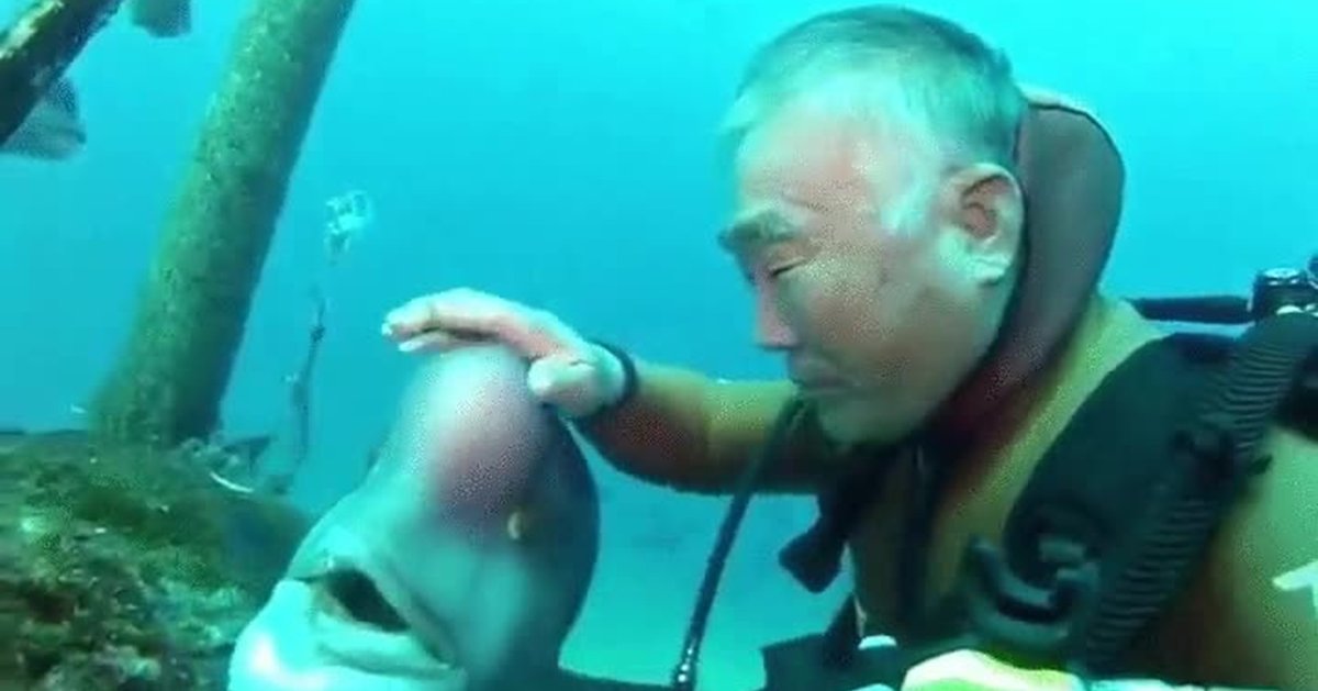 Губан-клоун желтохвостый