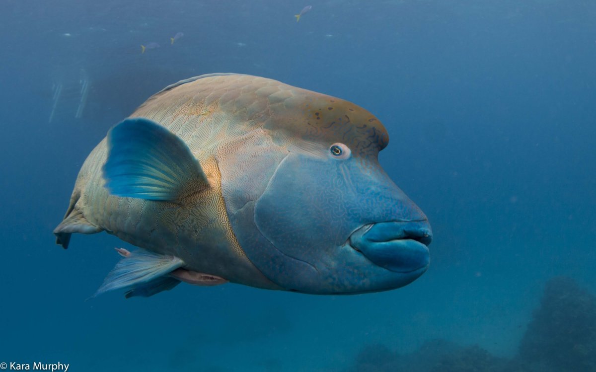 Humphead Wrasse рыба