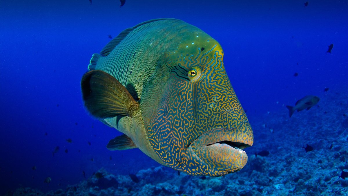 Губан рыба красное море