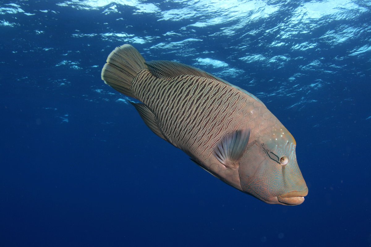 Азиатский овцеголовый губан