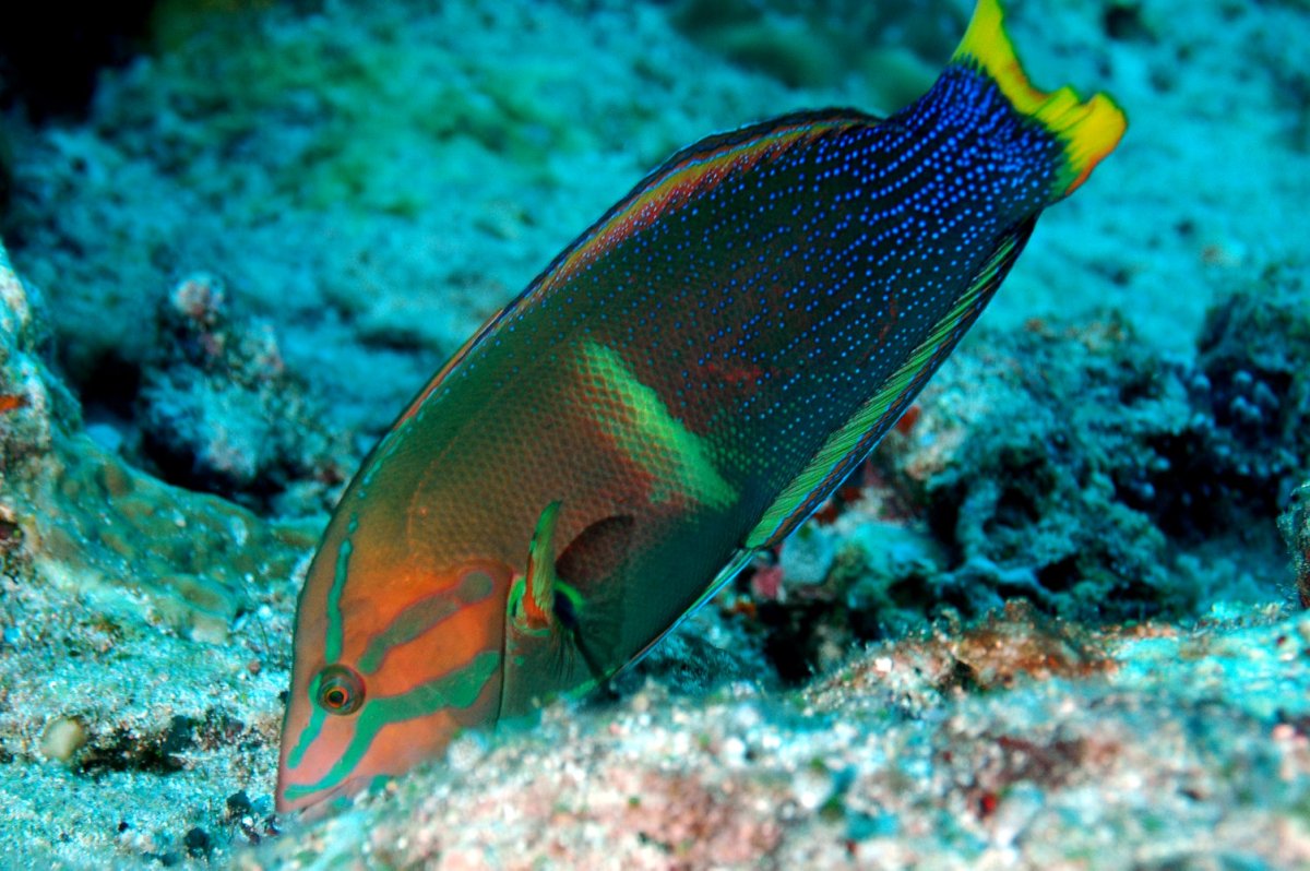 Мурена и рыба чистильщик