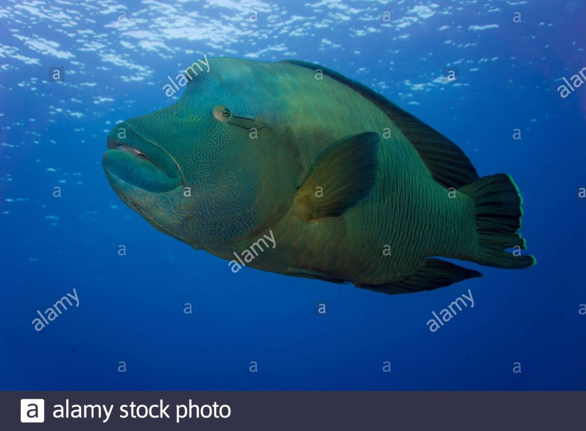 Мексиканский губан