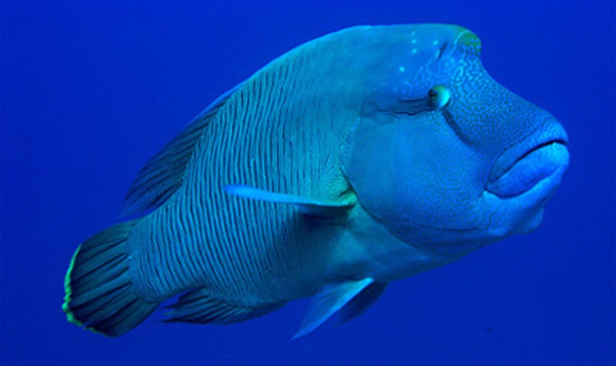 Губанчик чистильщик