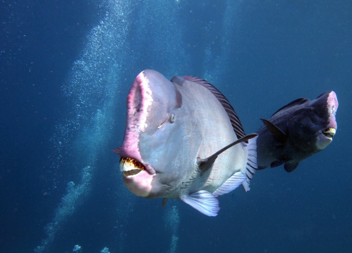 Bolbometopon muricatum