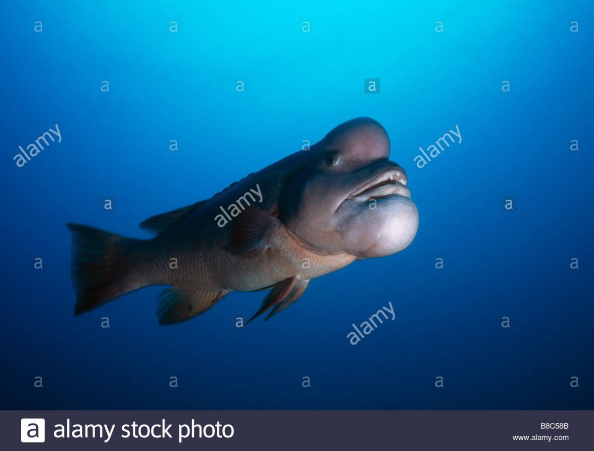 Овцеголовый губан