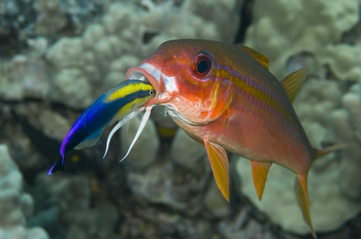 Носач хирург рыба