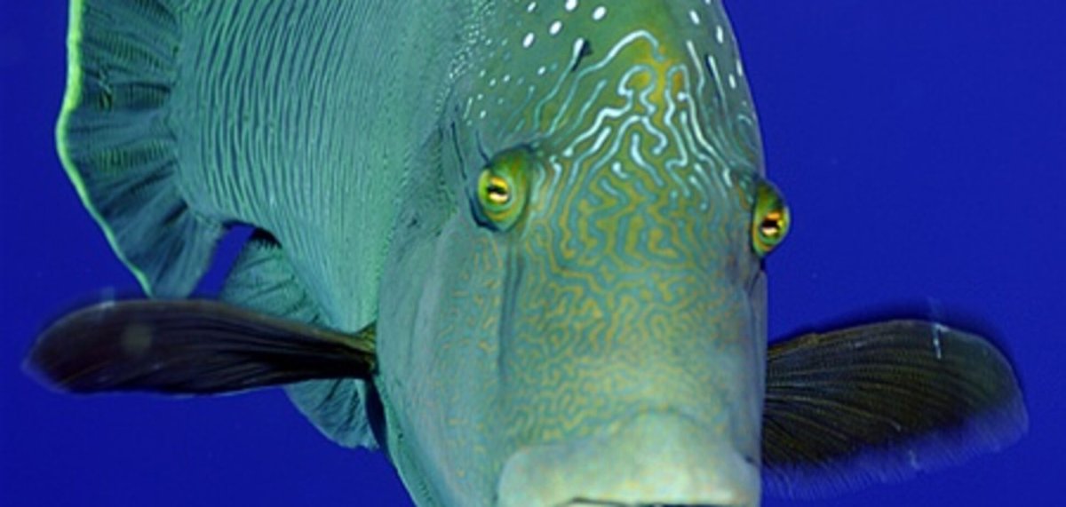 Губан пижама рыба