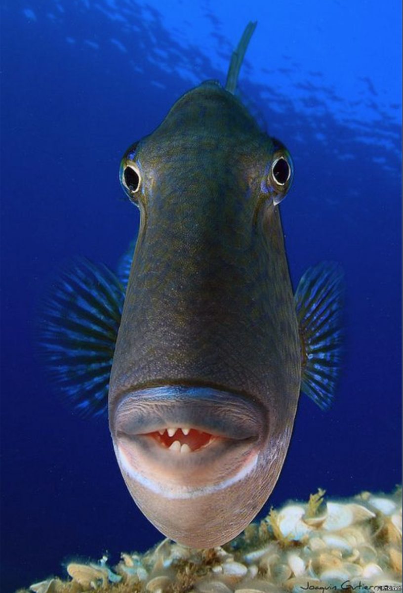 Cirrhilabrus Finifenmaa