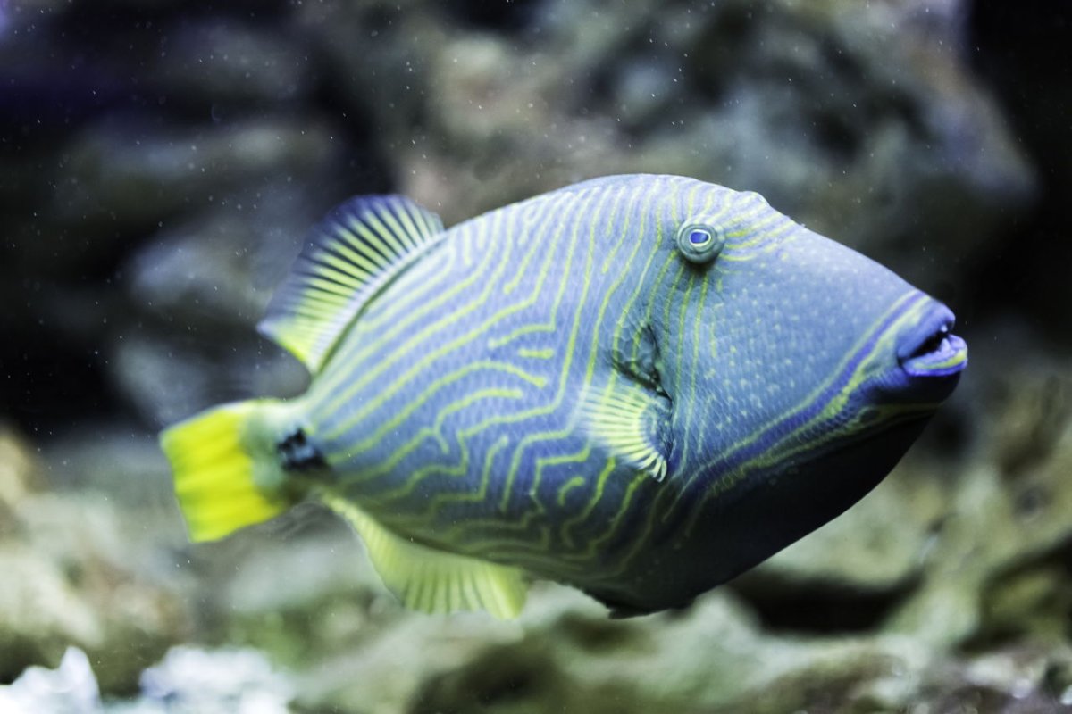 Рыба губан Наполеон