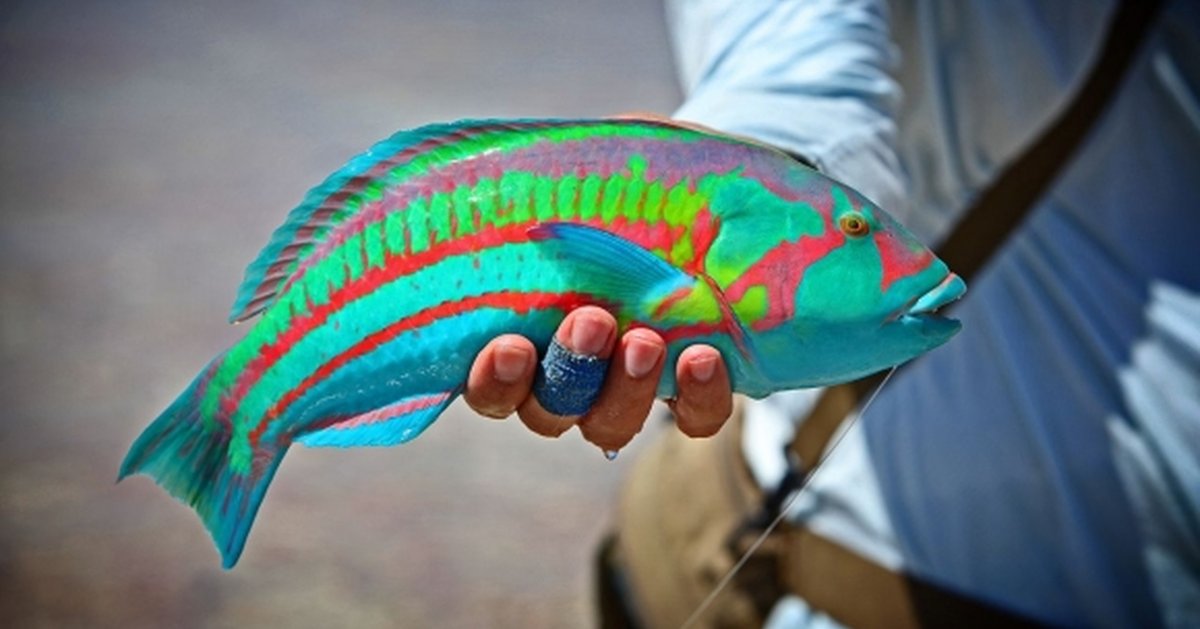 Рыбка губан доктор