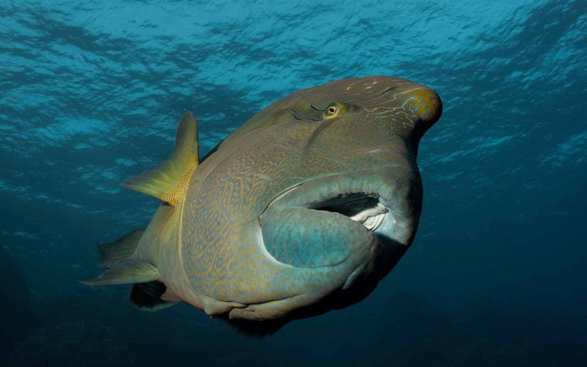 Зелёная шишколобая рыба-попугай