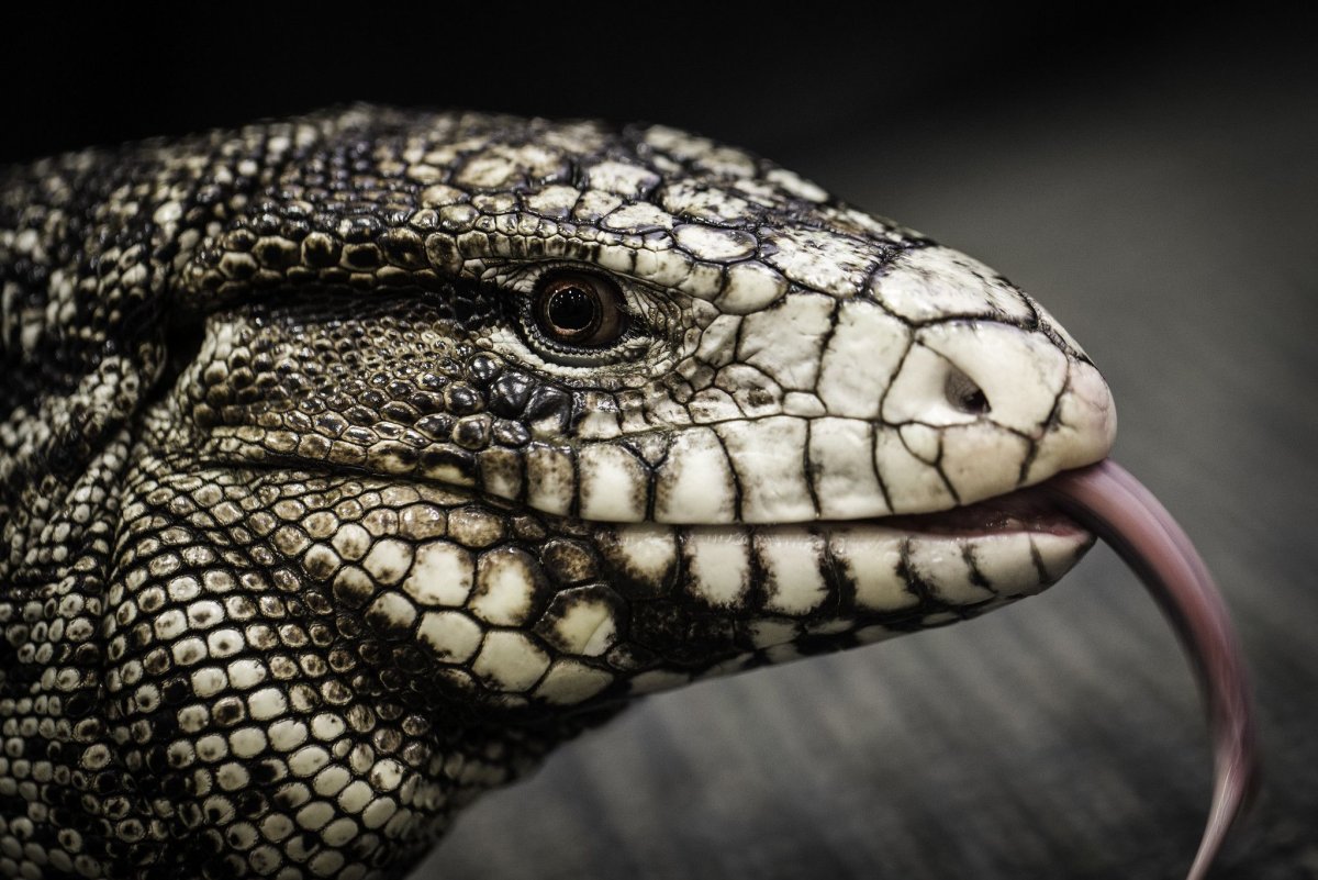 Варан и змея