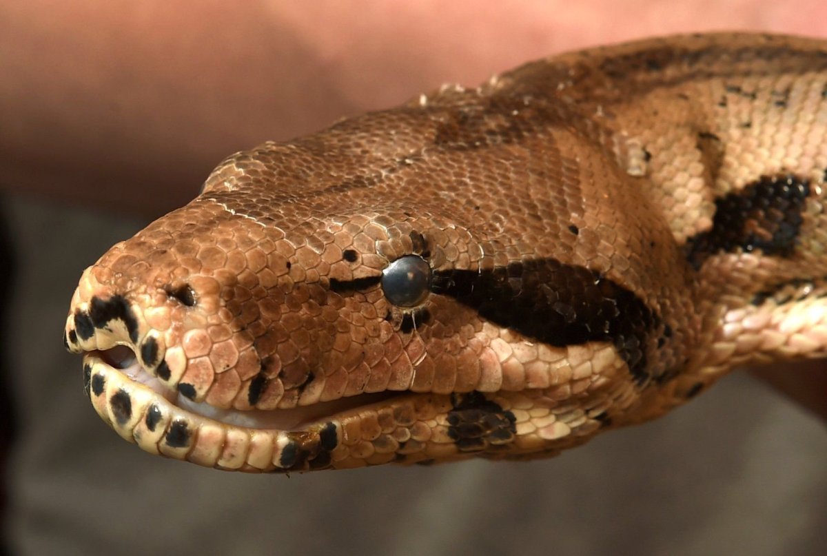 Изумрудный древесный удав