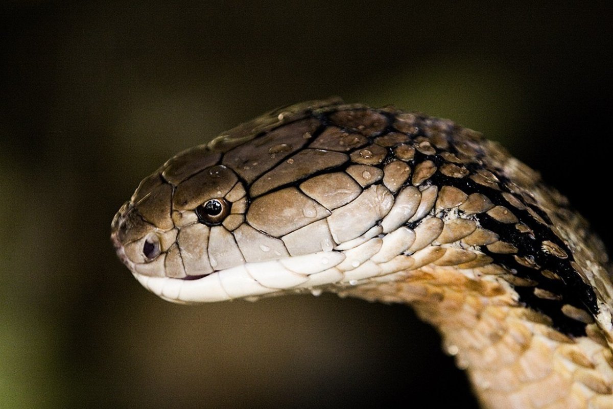 Кобра Ханна