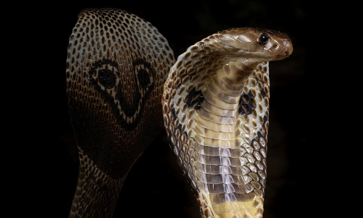 Собакоголовый удав