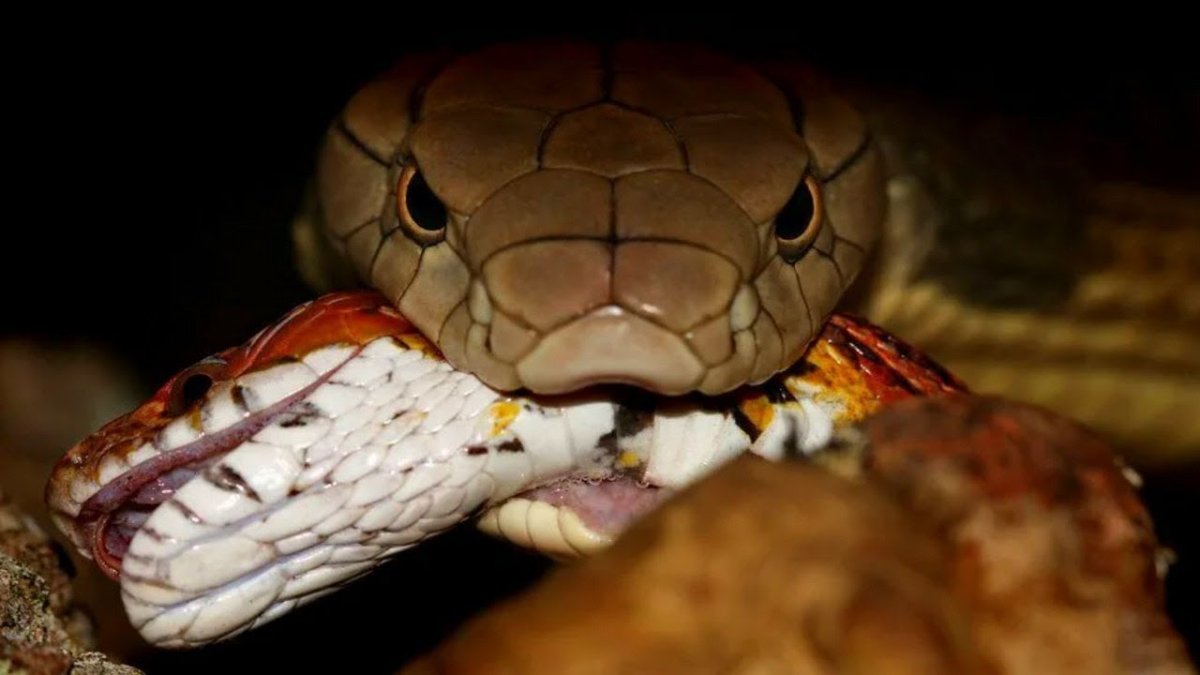 Пятиглавая Кобра