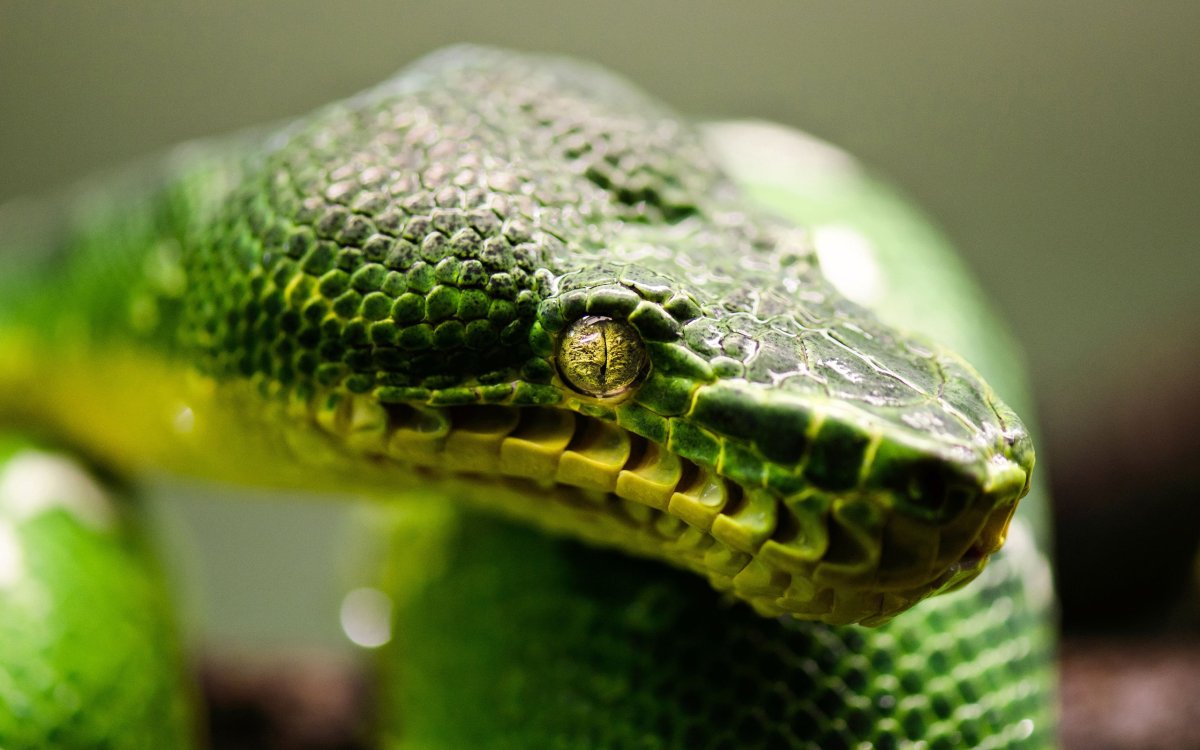 Королевская Кобра капюшон