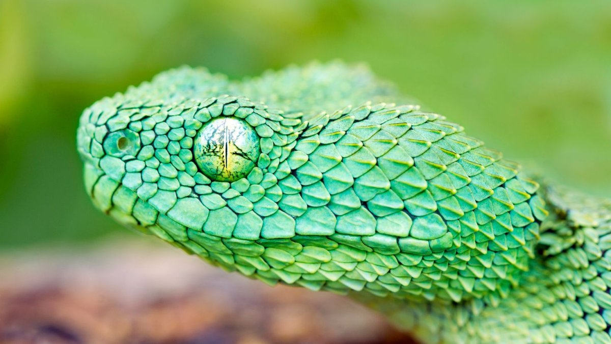 Колючая кустарниковая гадюка зеленая