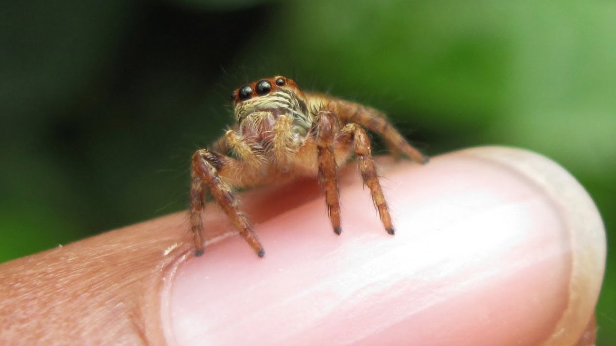 Паук скакунчик размер