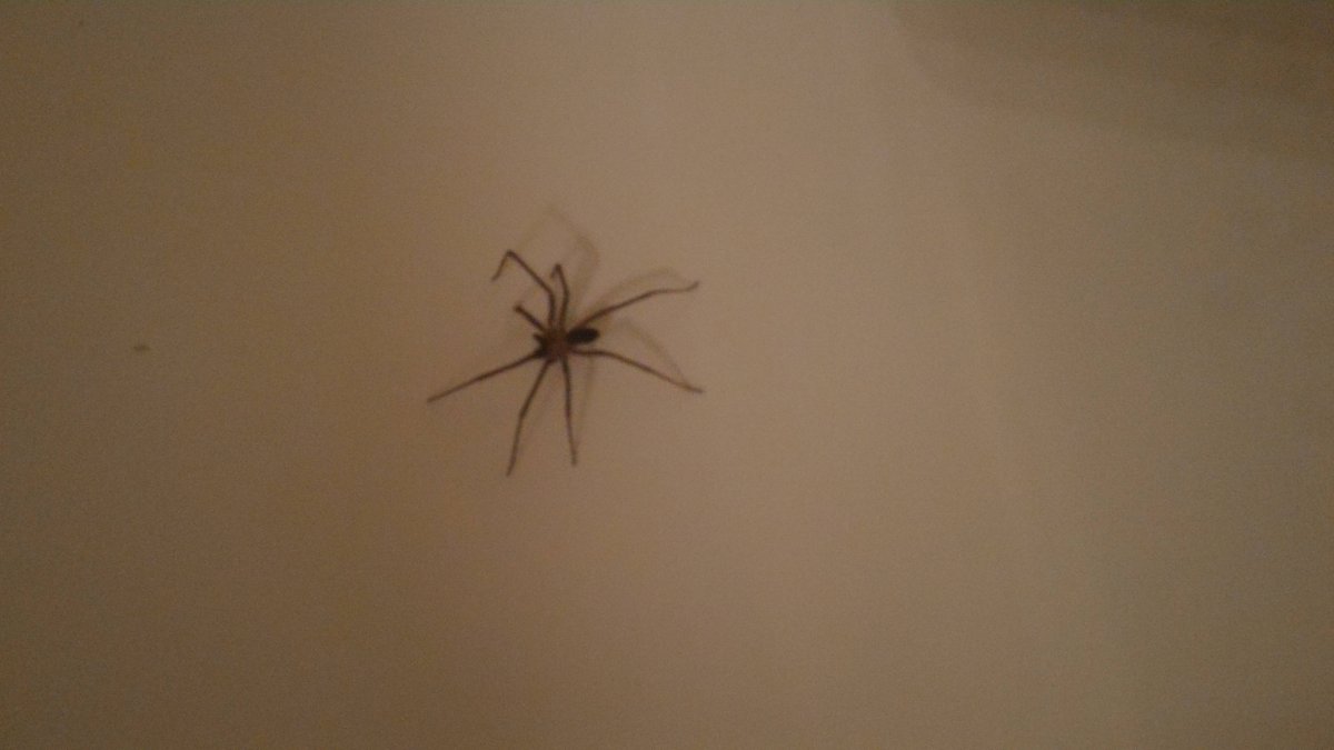 Паук прыгает в камеру