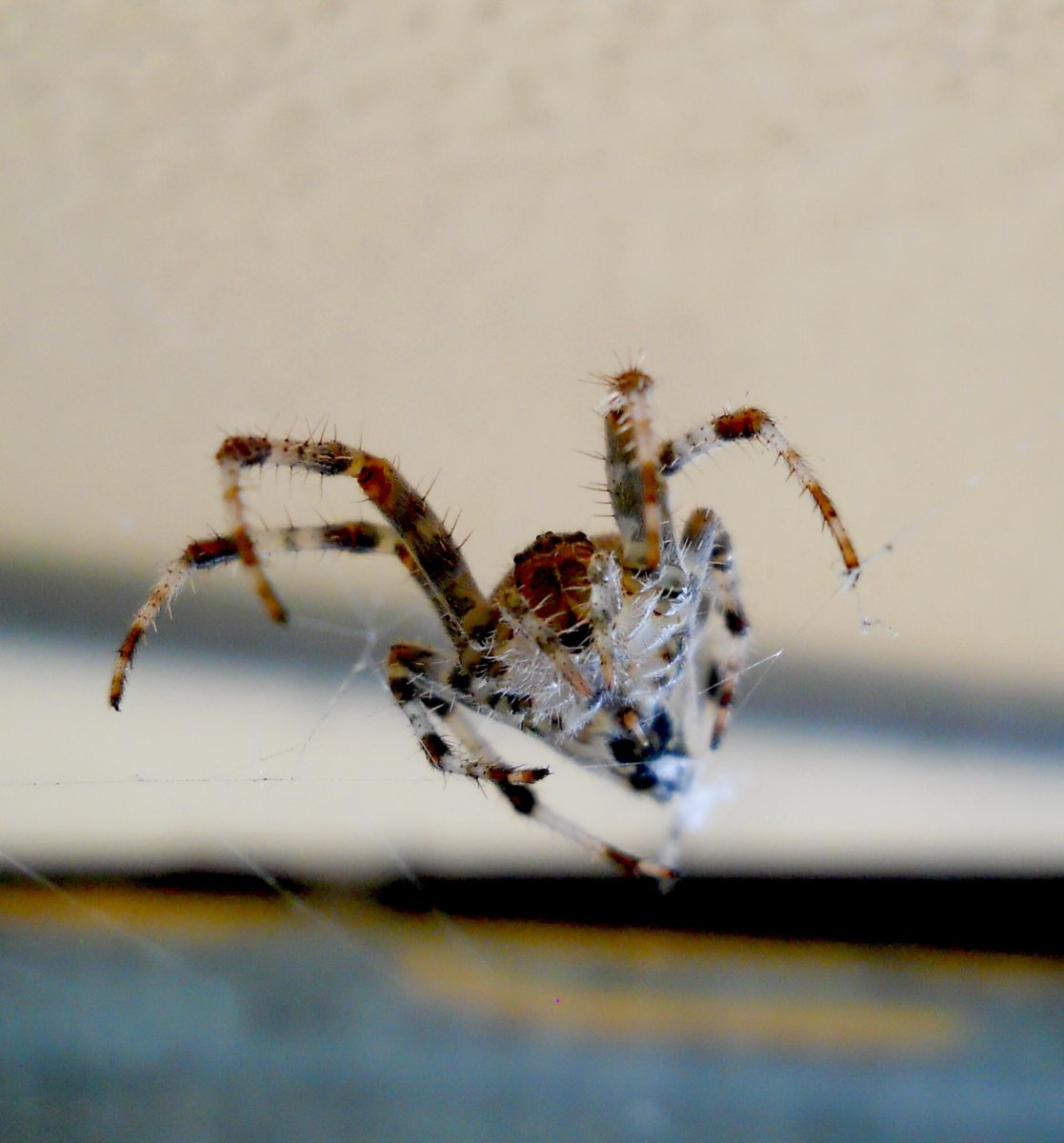 Phidippus texanus male