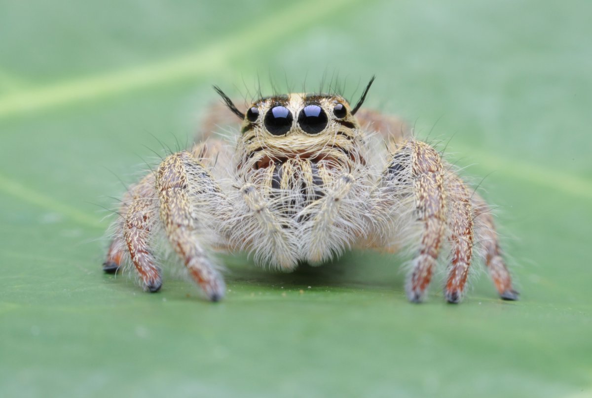 Паук Aranea Diadema