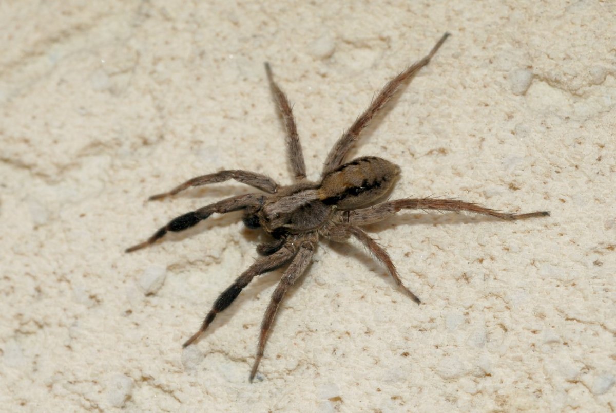 Маленькие пауки которые прыгают