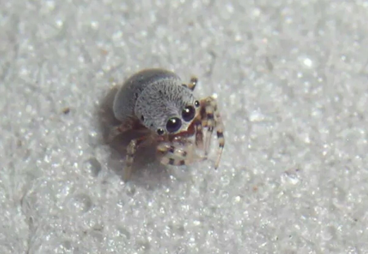 Паук Badumna insignis