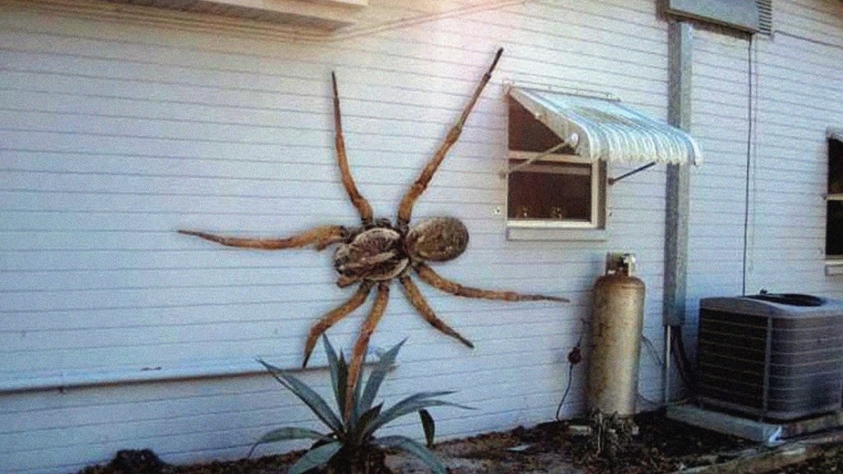 Самый маленький паук