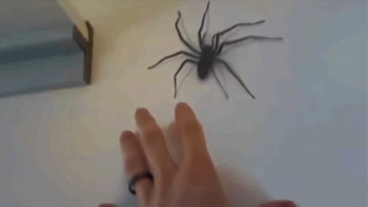 Паук скакунчик маленький