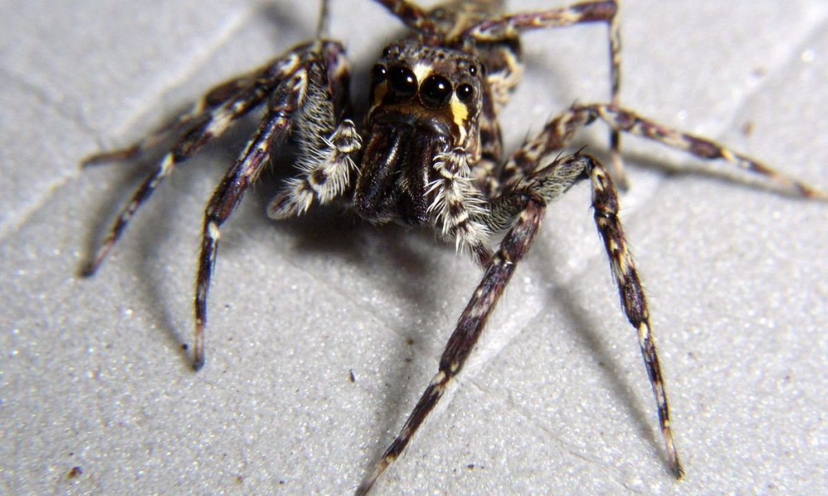 Пауки которые прыгают