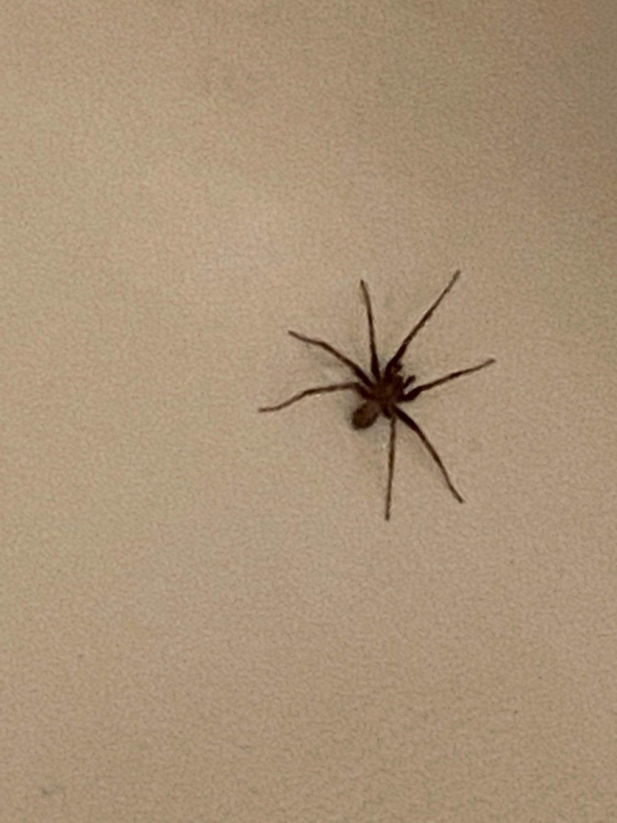 Maratus personatus паук