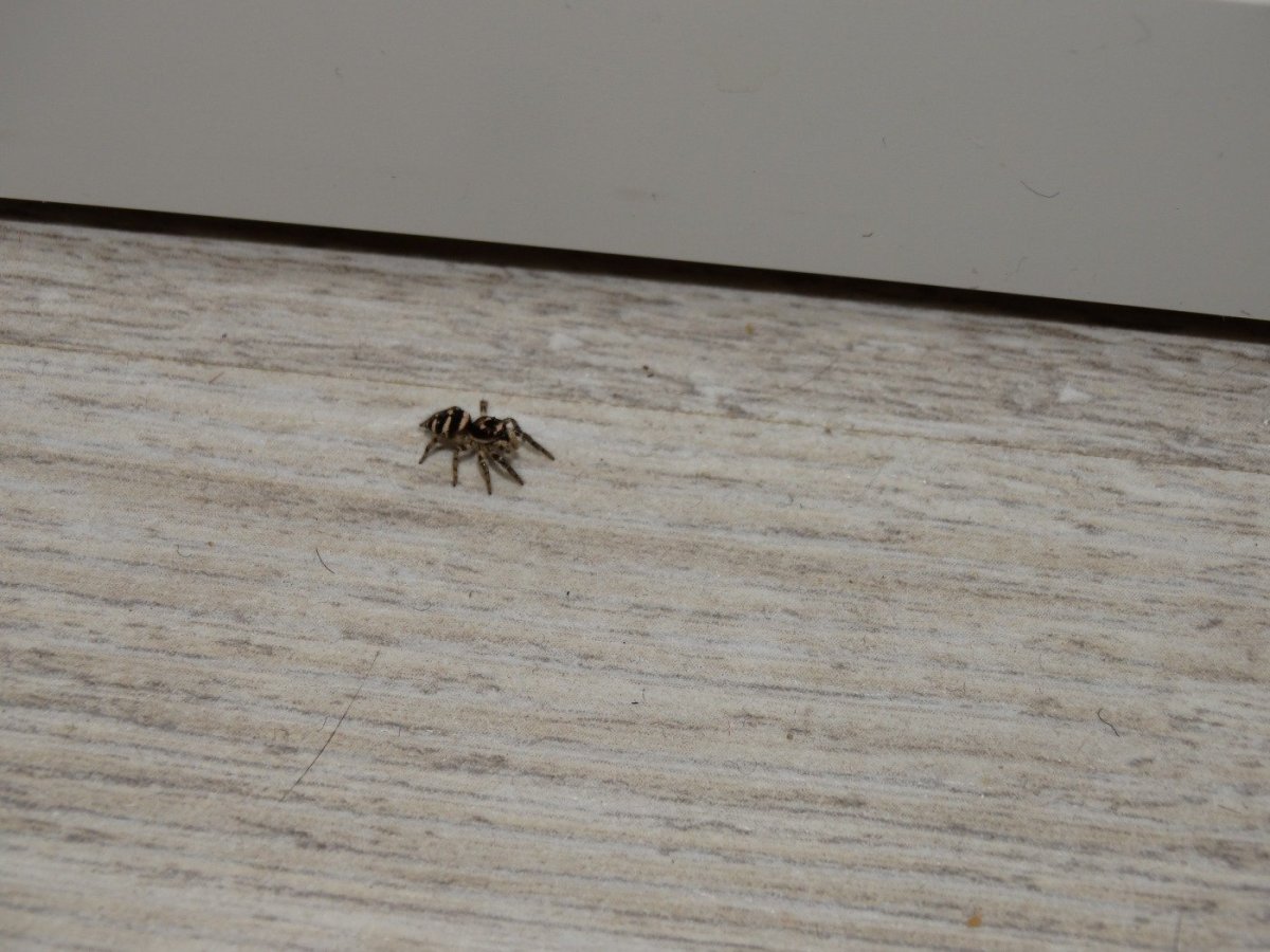 Паук скакунчик