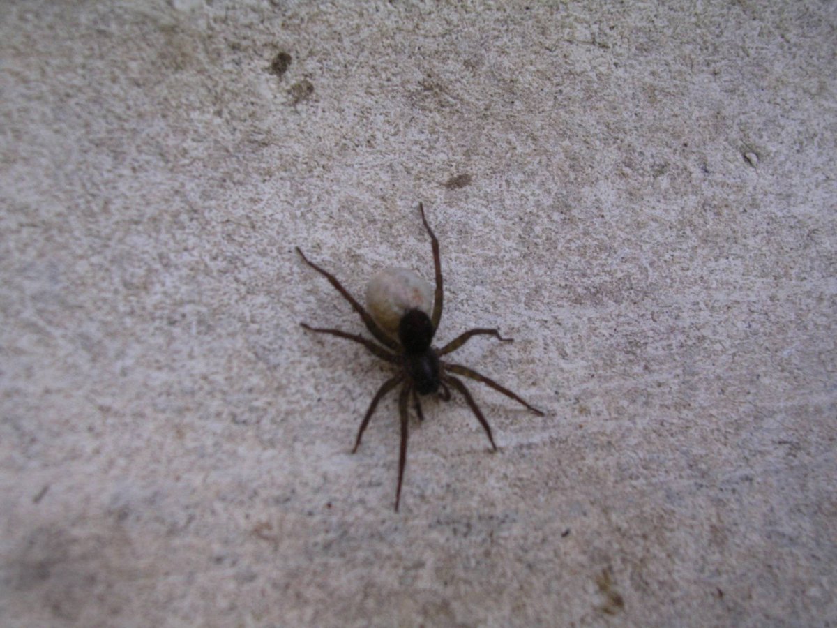 Самые милые пауки